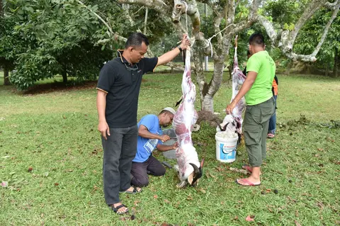 Majlis Qurban Yayasan TAAT Di Kota Negeri Sembilan 2016 - foto 6