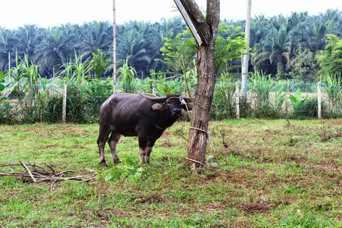 Majlis Korban 2014 - foto 2