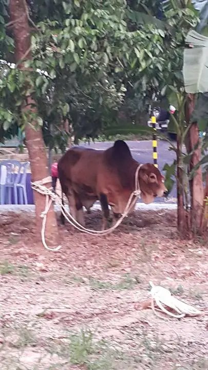 Majlis Qurban 2015 - foto 5